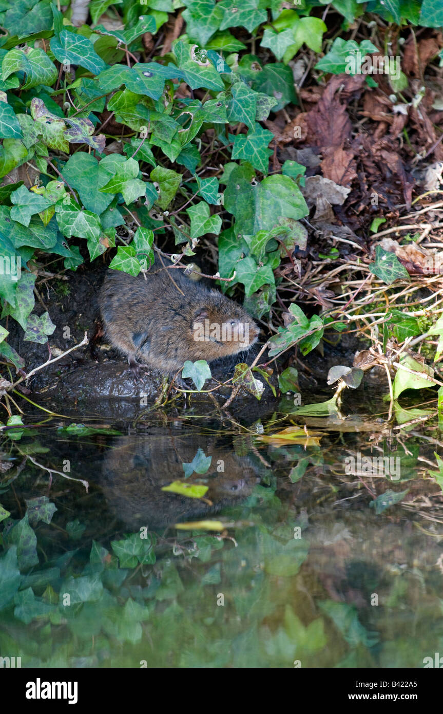 Water Vole:  Arvicola terrestris Sussex England Stock Photo