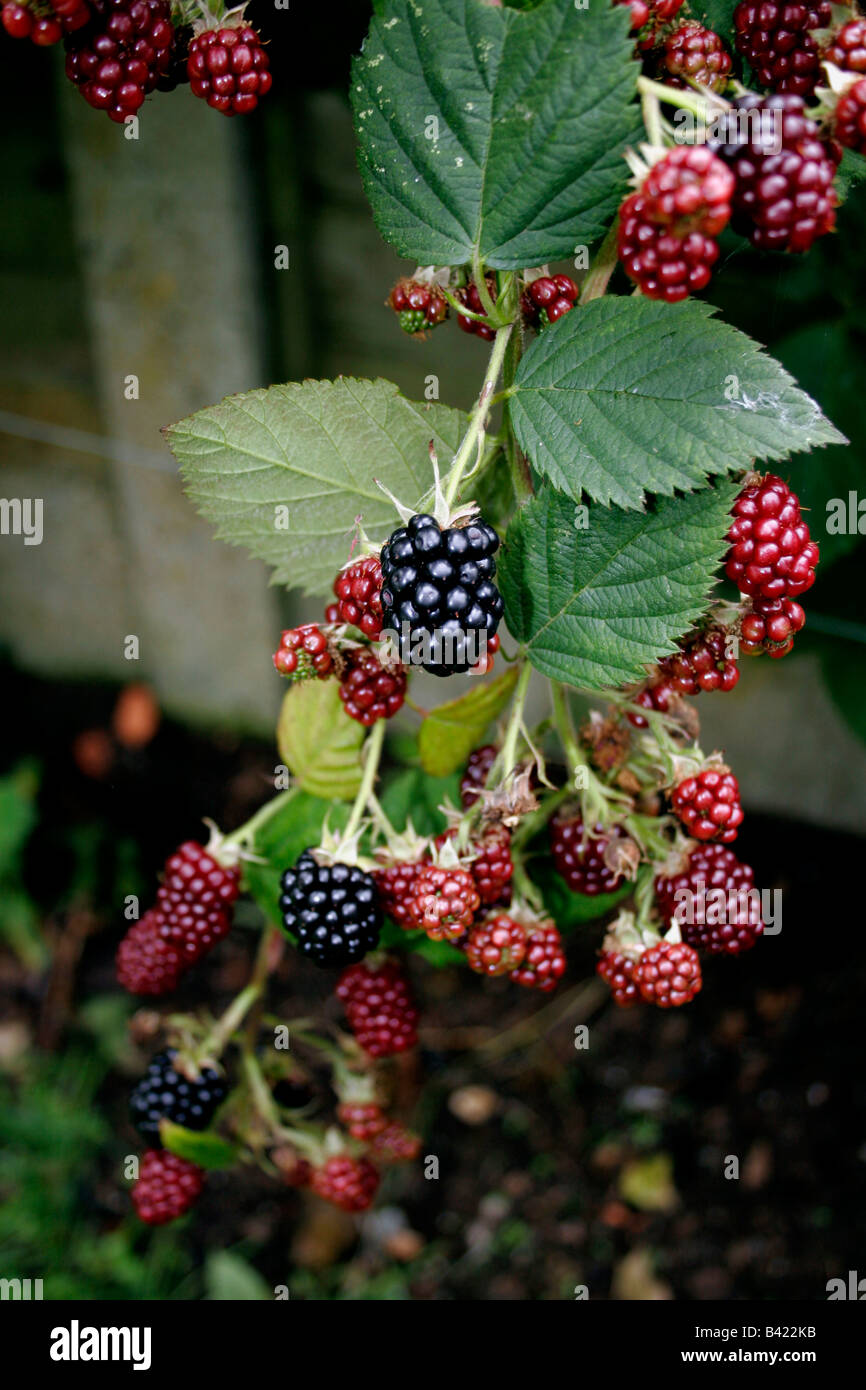 CULTIVATED THORNLESS ENGLISH BLACKBERRY IN AUTUMN. Stock Photo