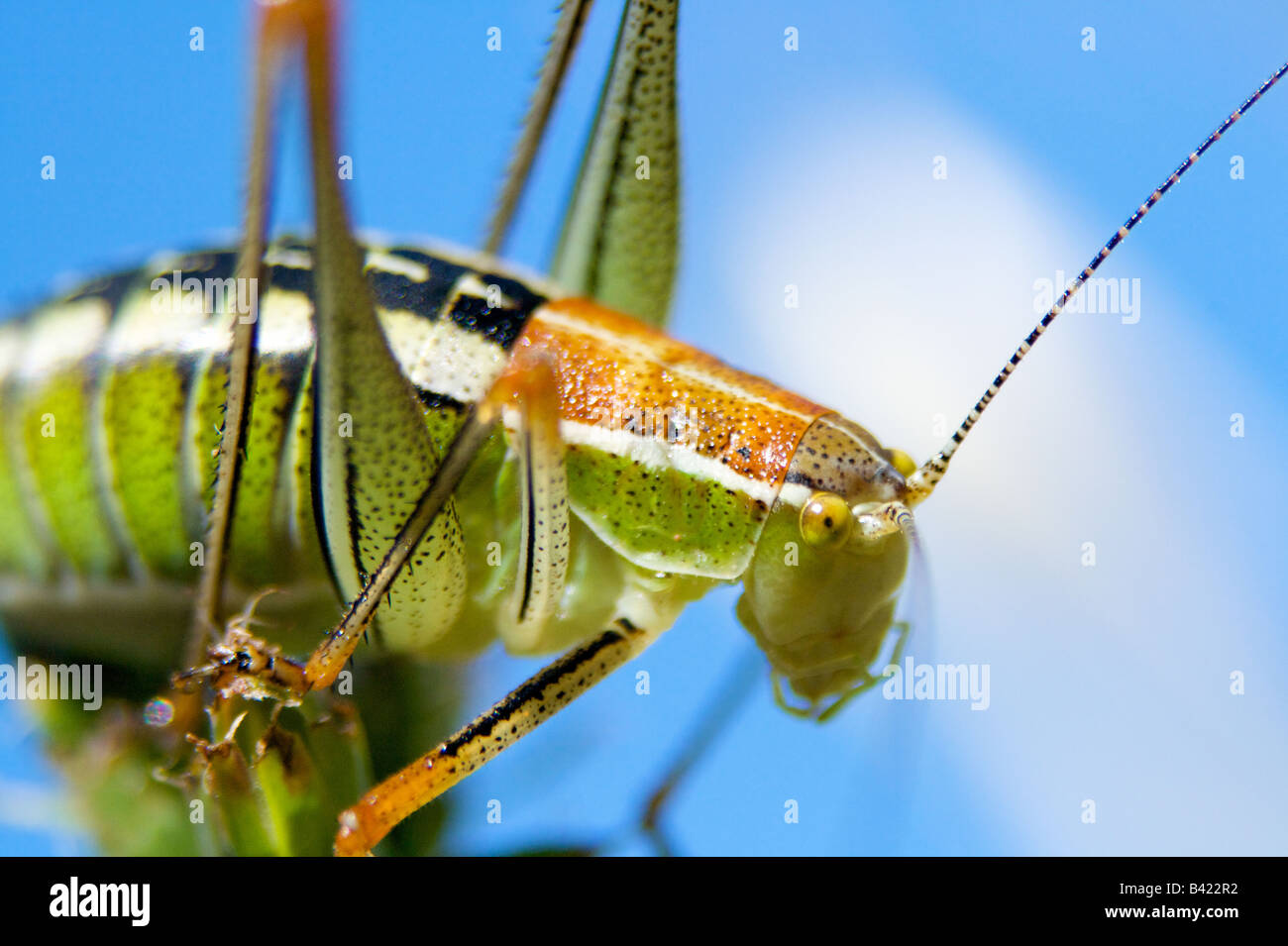 Brightly Colored Insect High Resolution Stock Photography and Images ...
