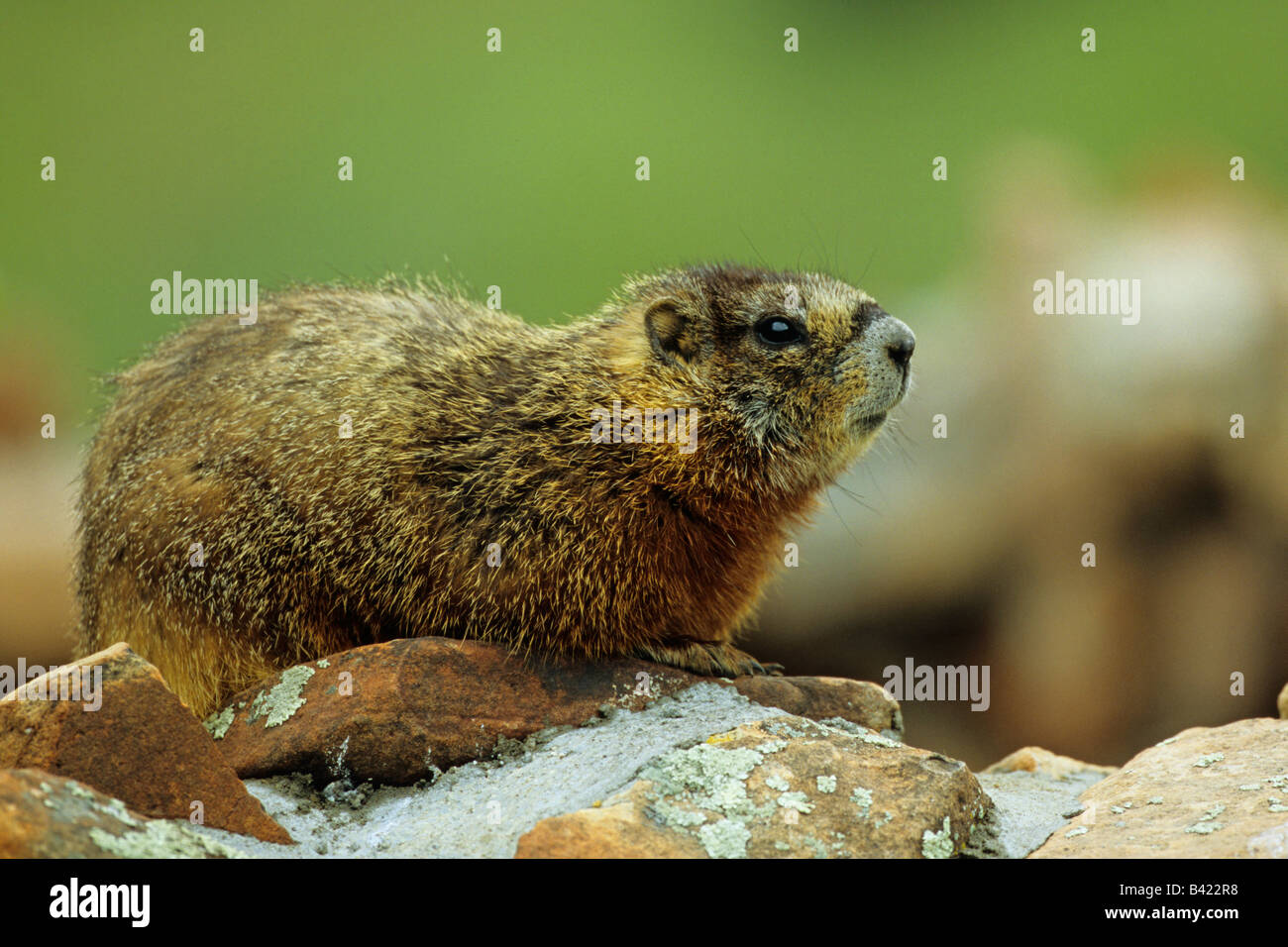 Yellow Bellied Marmot Marmota Flaviventris Lying On A Rock Stock Photo ...