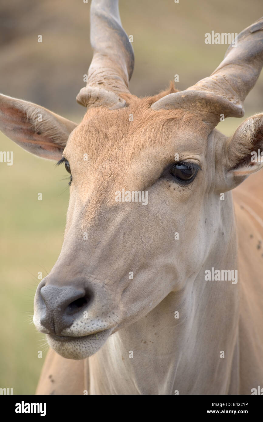 Common Eland Taurotragus oryx antelope in a safari park Stock Photo