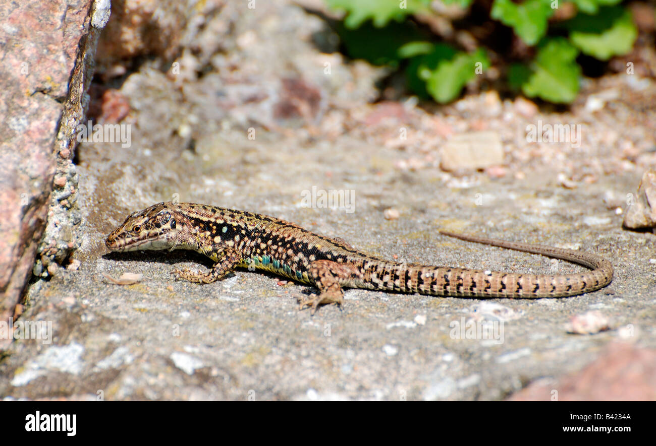 common wall lizard,lacera vivpara,looking for food in wall crack Stock Photo