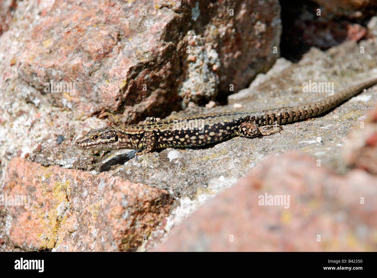 common wall lizard,lacera vivpara,on rocky wall. Stock Photo