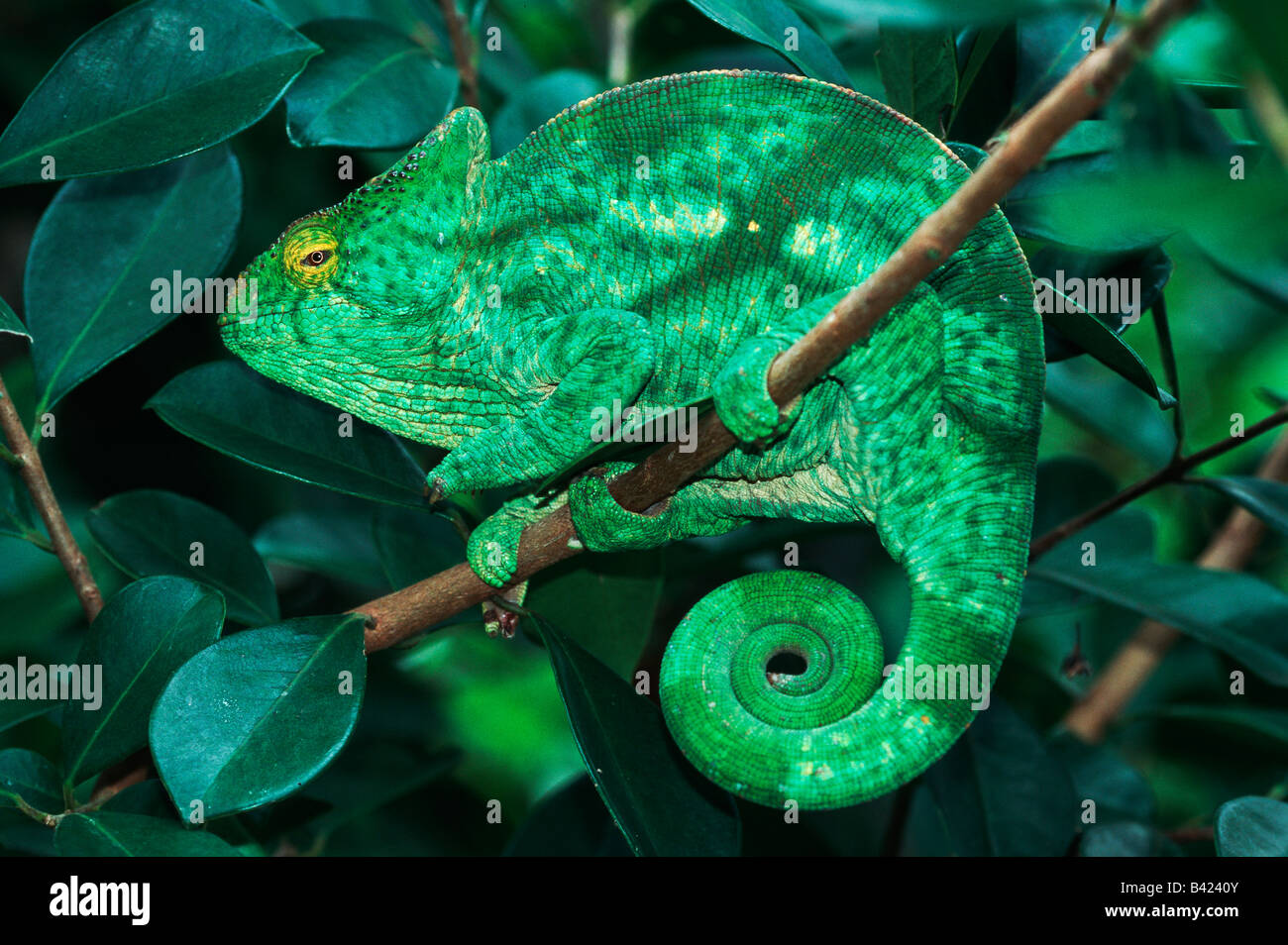 Parson's Giant Chameleon Calumma parsonii adult in tree Madagascar Africa Stock Photo