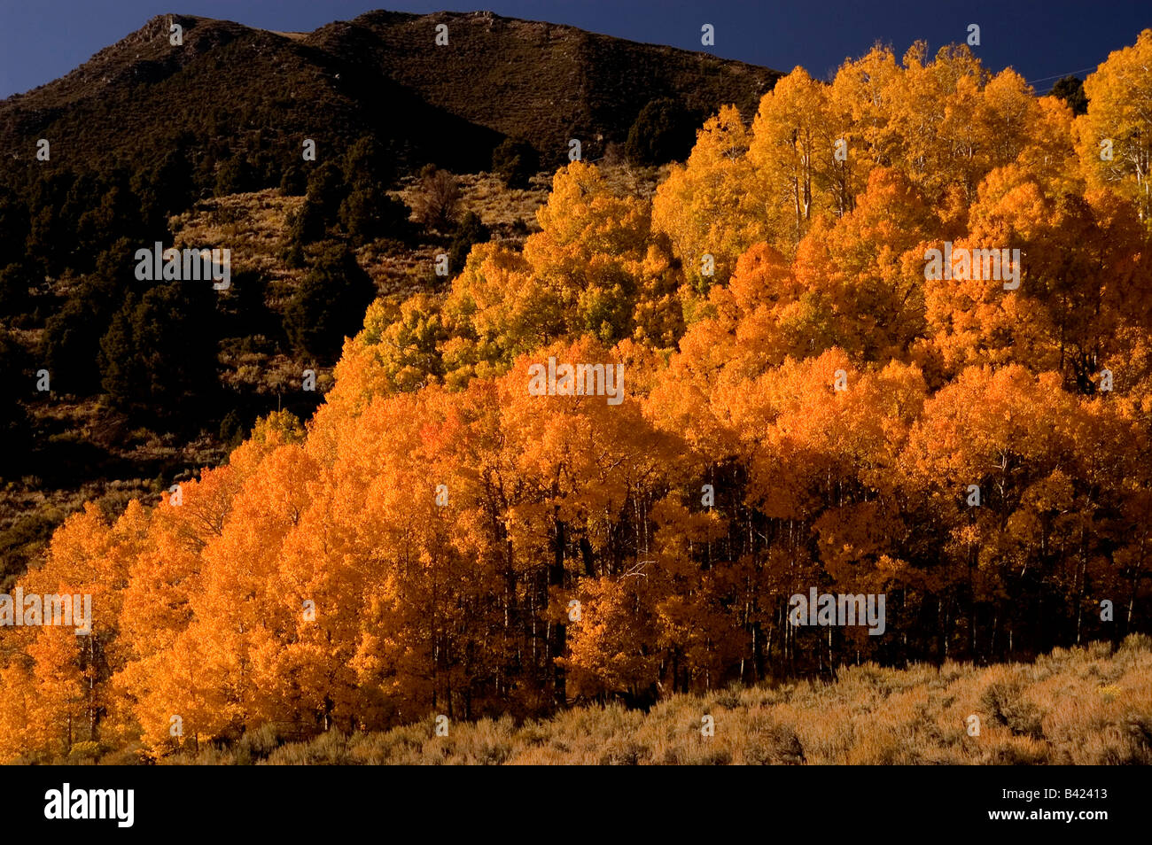Fall color in a strand of aspens in Eastern Sierra near Lee Vining California Stock Photo