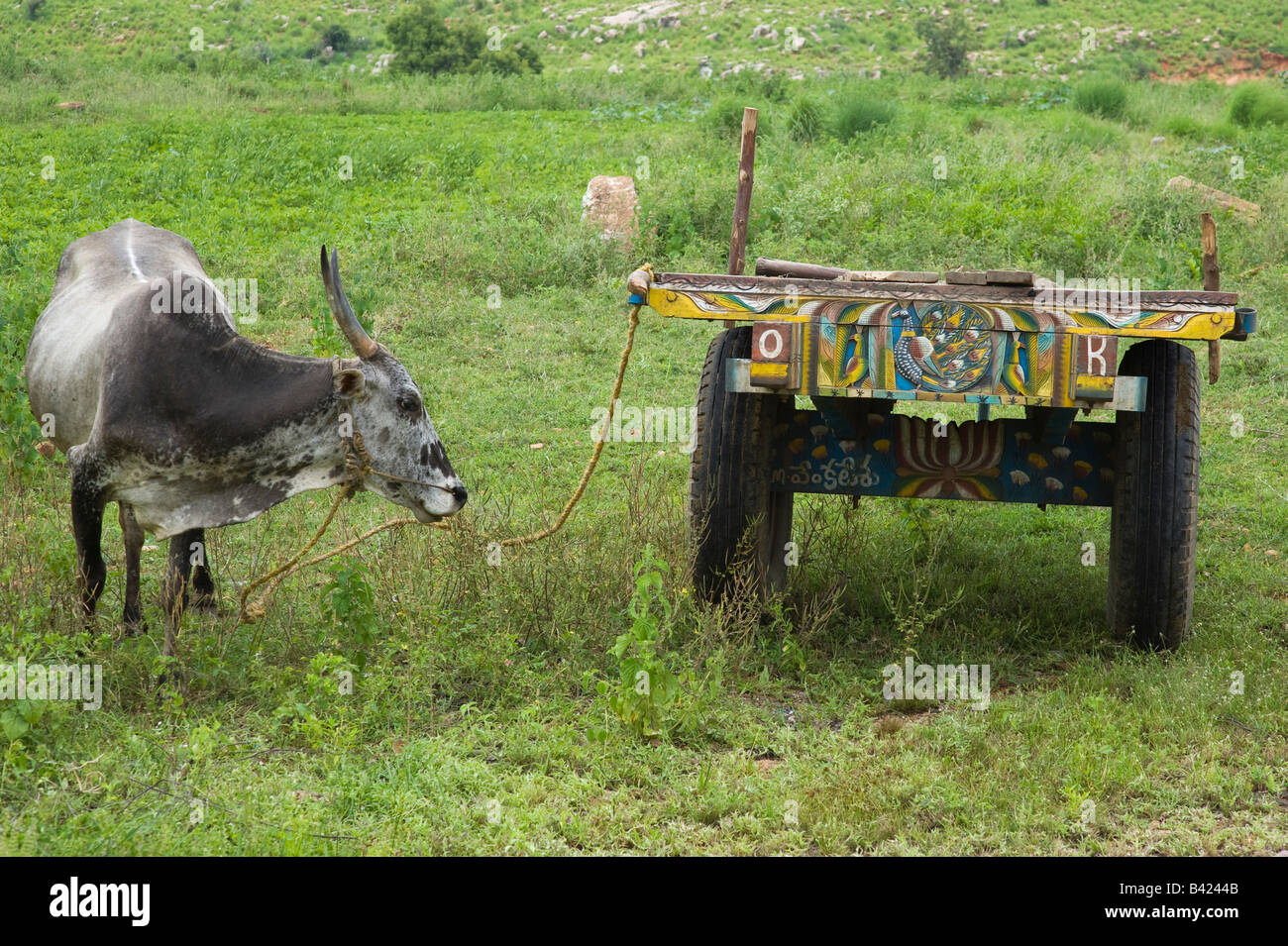 Bos primigenius indicus. Indian zebu and cart in a field. Andhra Pradesh, India Stock Photo