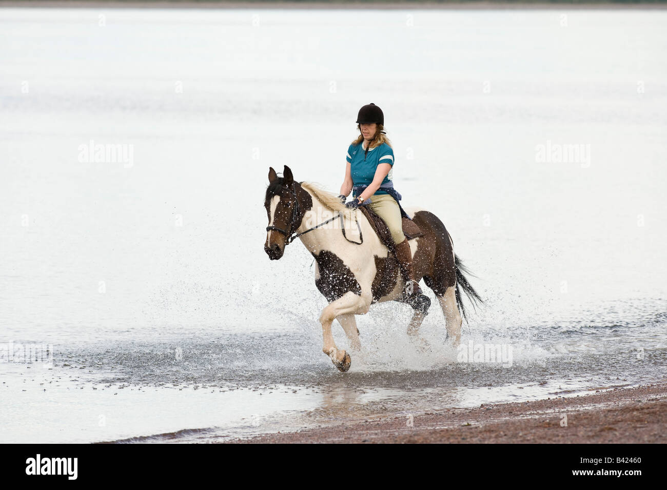 Woman riding horse on beach. Chanonry point, Black isle, Scotland Stock Photo