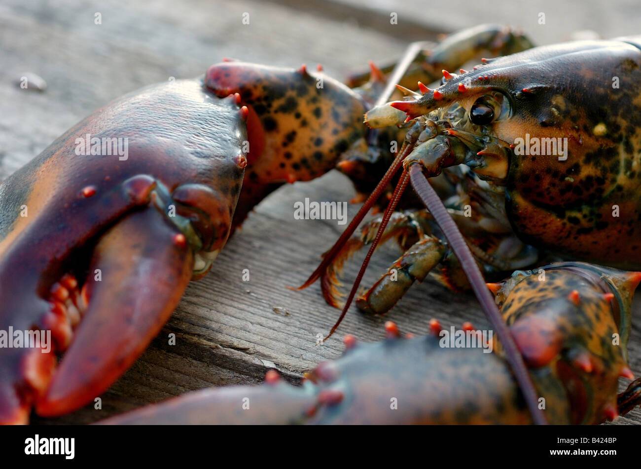 Fresh caught  Maine Lobster Stock Photo