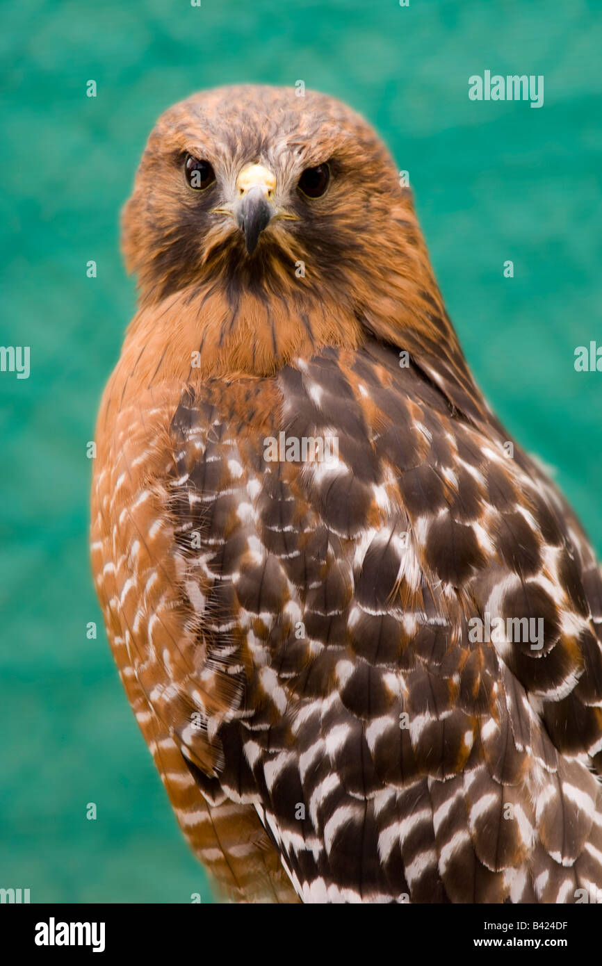 red hawk camera