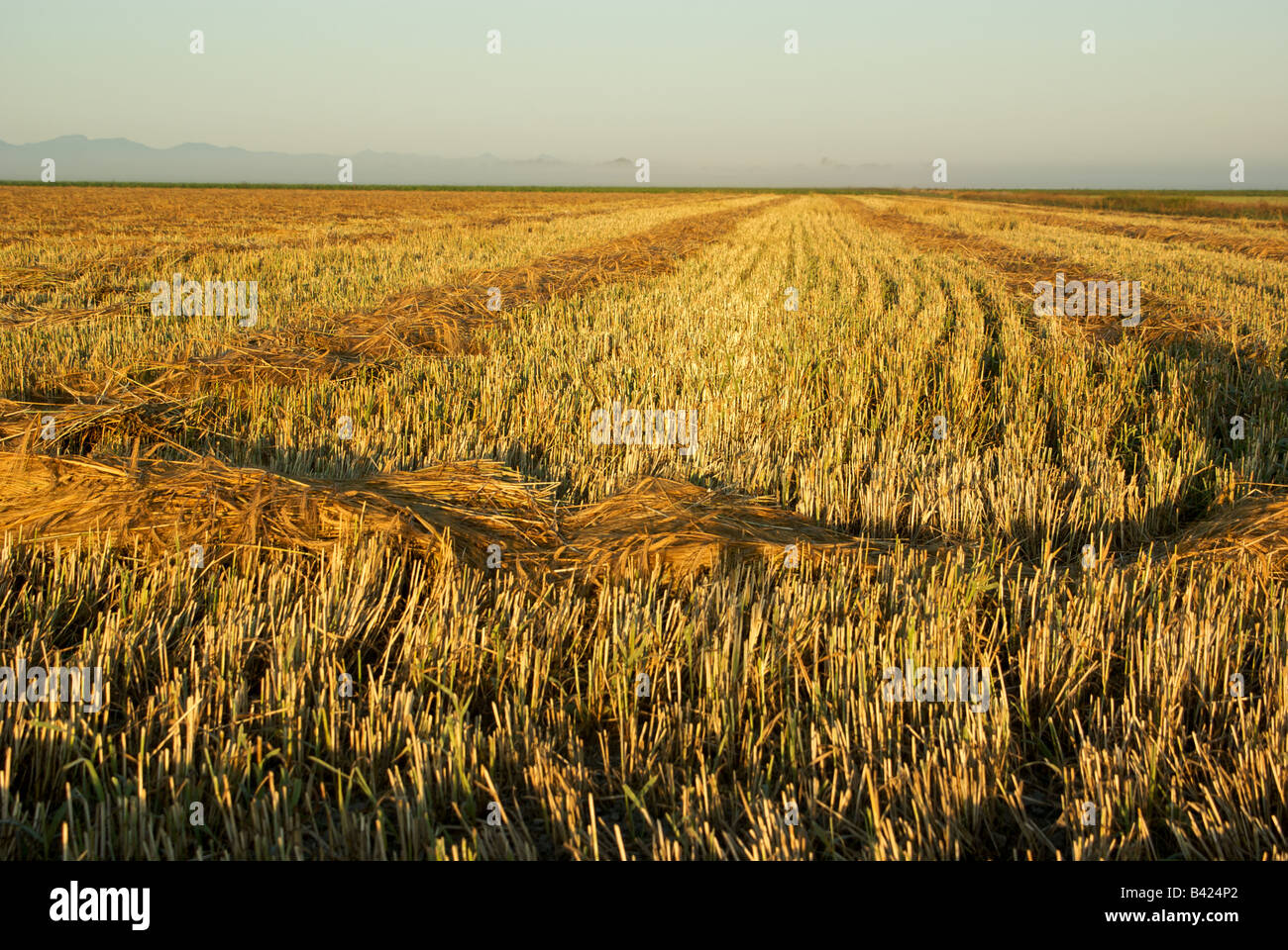 Rows of swathed cut barley awaiting combining Stock Photo