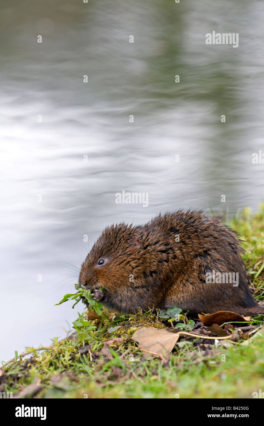 Water Vole Arvicola terrestris On bank of stream Sussex April Stock Photo