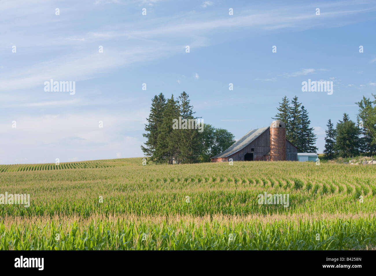 Old barn & corn field in Linn County, Iowa USA Stock Photo