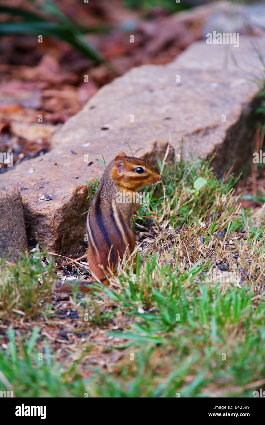 A chipmunk eating sunflower seeds Stock Photo Alamy