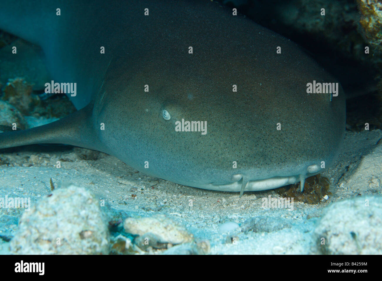 A close-up face photo of a Nurse Shark resting on a sandy bottom under coral formation. Stock Photo