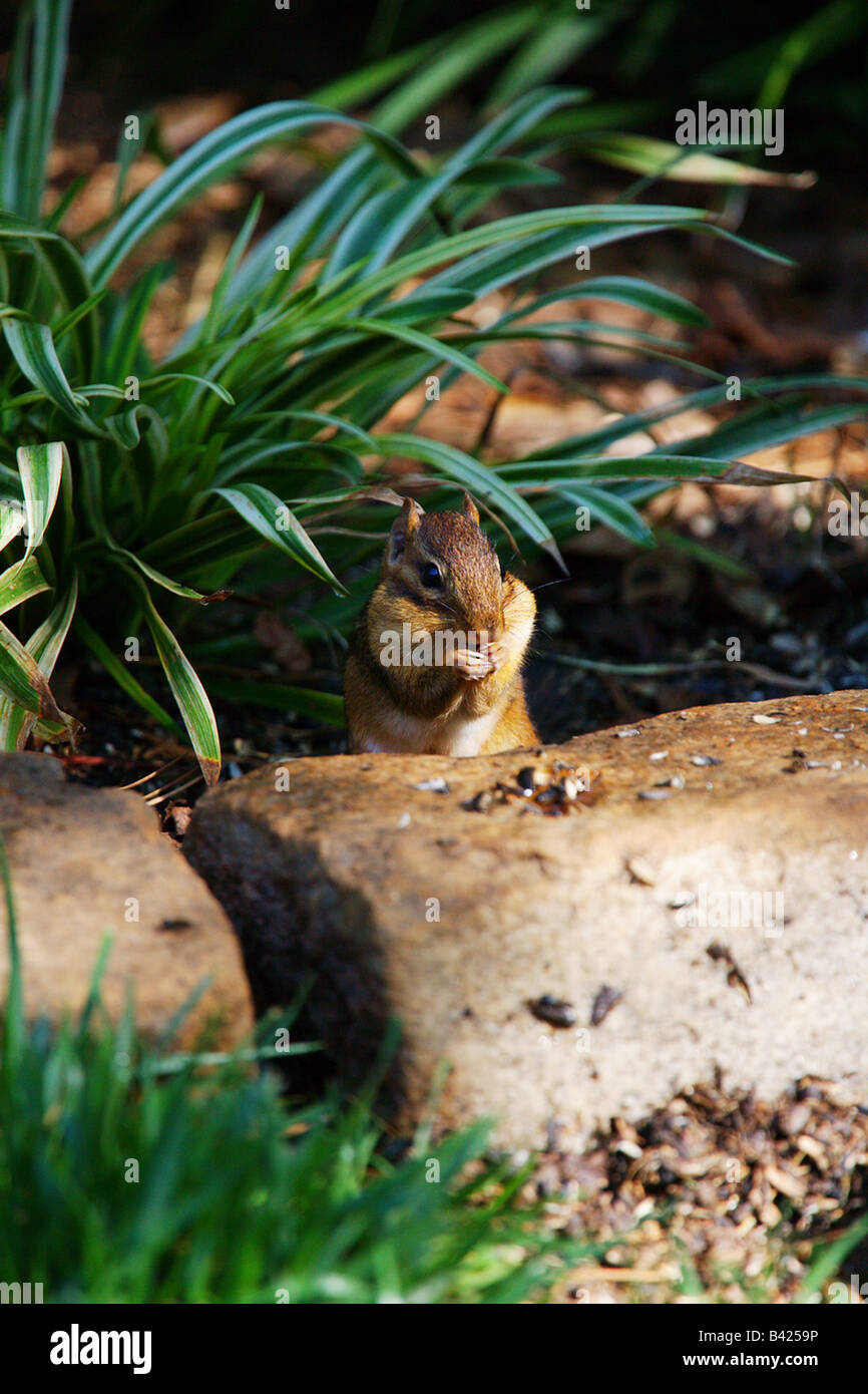 A chipmunk eating sunflower seeds Stock Photo Alamy