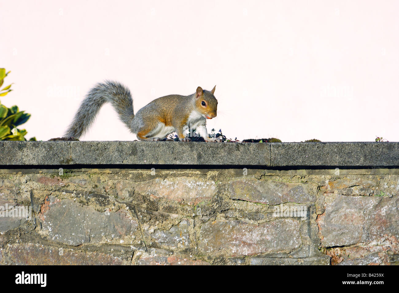 An urban Grey Squirrel Sciurus carolinensis sitting on a stone garden wall with a peanut in its mouth Stock Photo