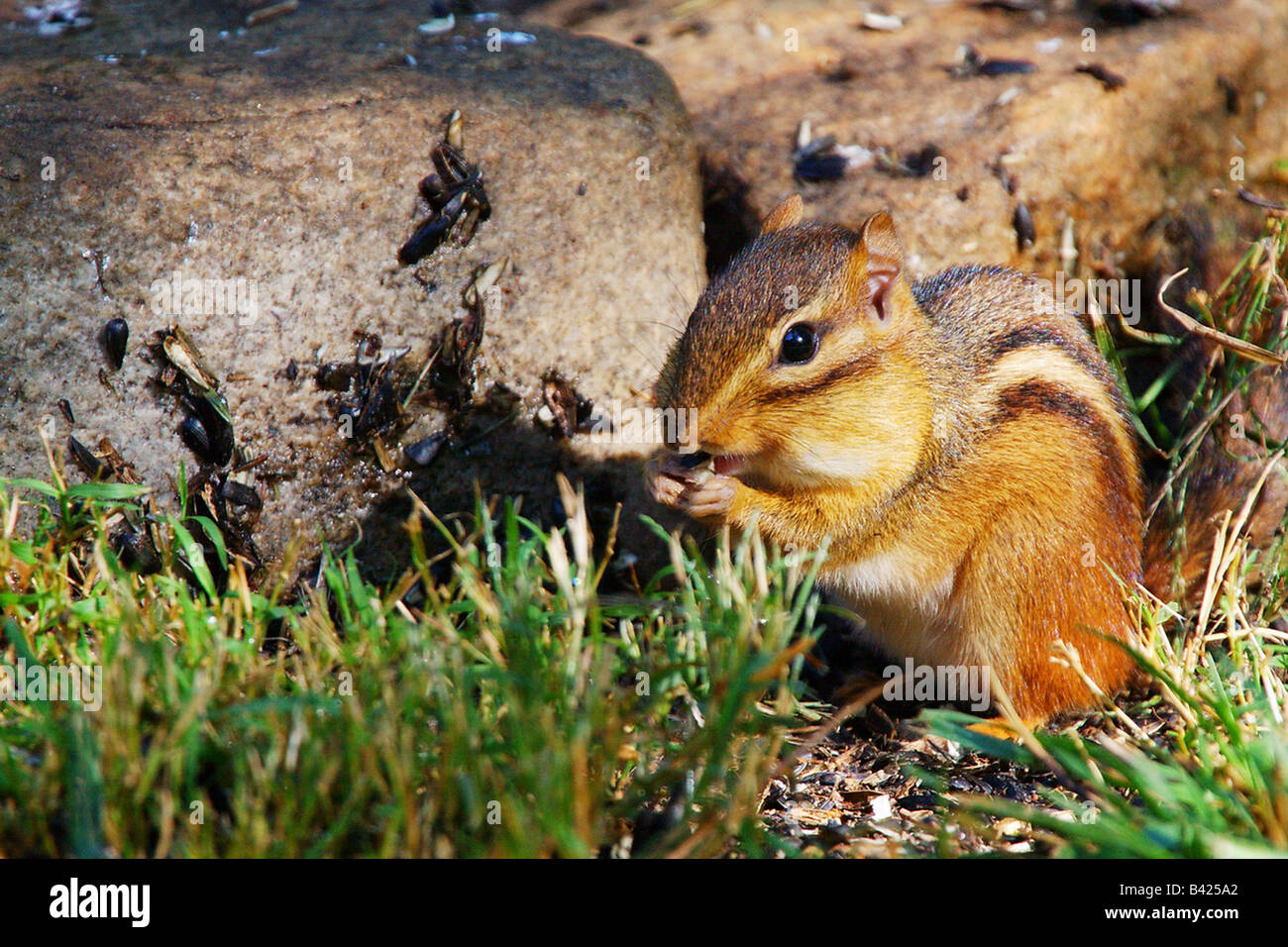 A chipmunk eating sunflower seeds Stock Photo Alamy