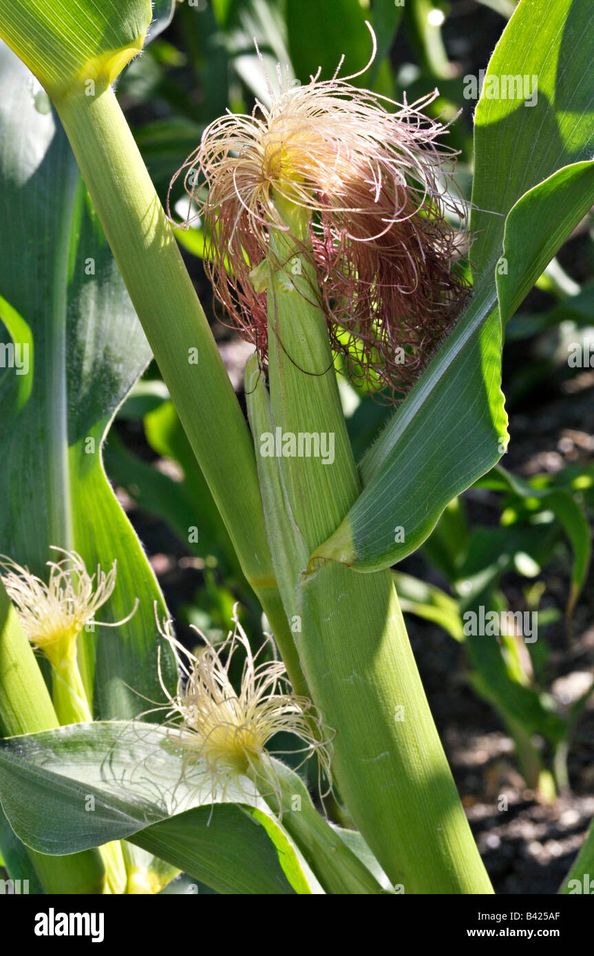 Maize showing ears and silk Stock Photo