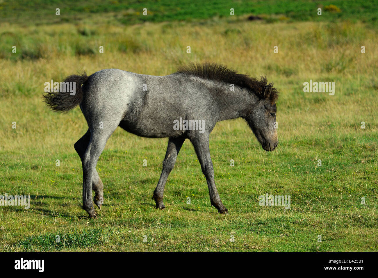 Single dark grey Dartmoor Pony standing trudging around on the open