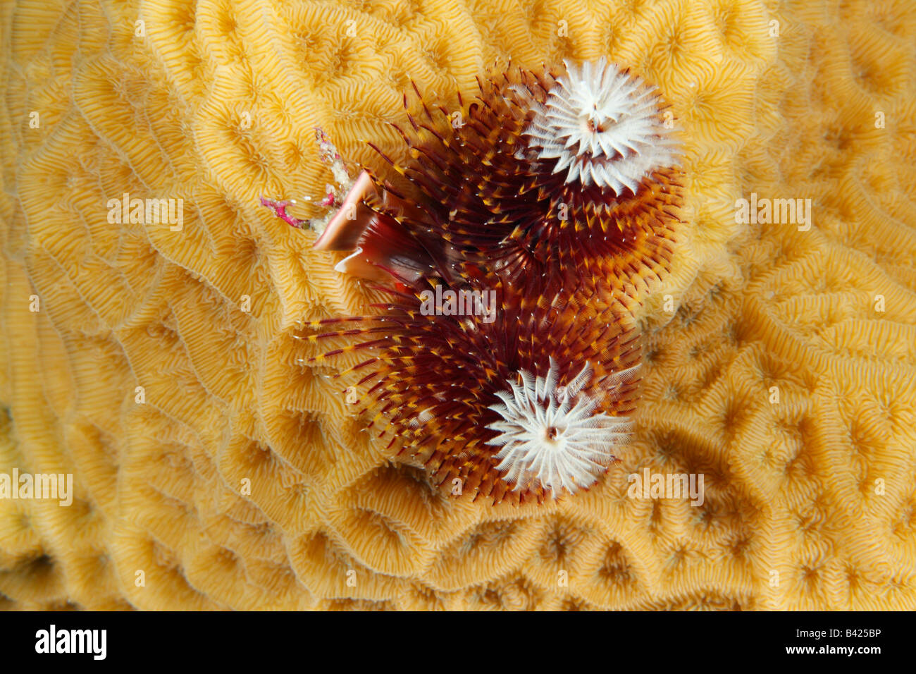 A multi-colored red, yellow and white Christmas Tree Worm with fully extended tentacles on Scaled Lettuce Coral. Stock Photo