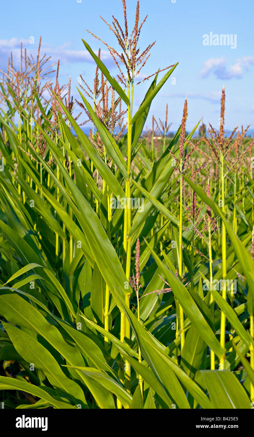 Corn Tassel Stock Photos & Corn Tassel Stock Images - Alamy