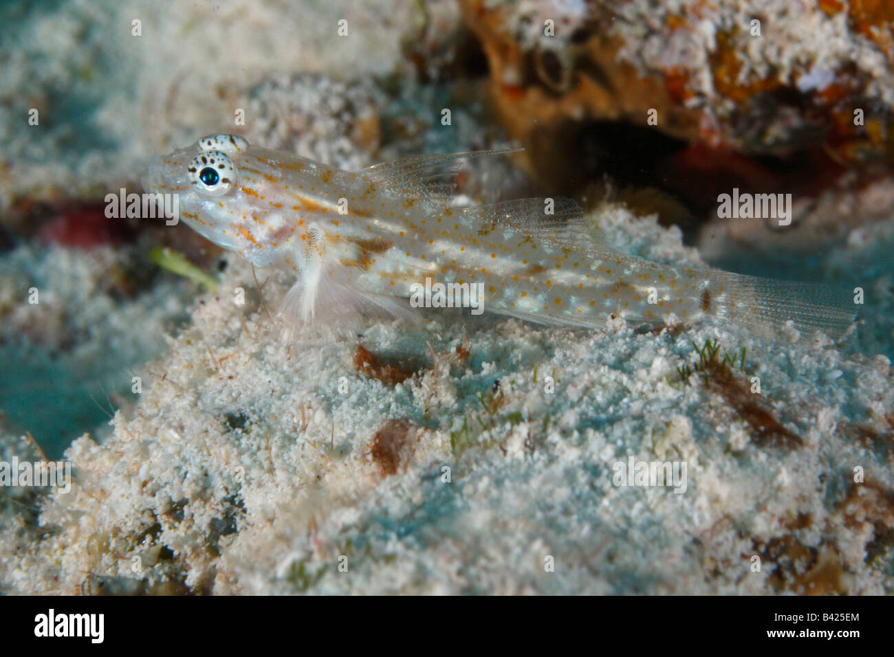 A Tiny Bridled Goby fish lying on the sandy bottom near his coral burrow. Stock Photo