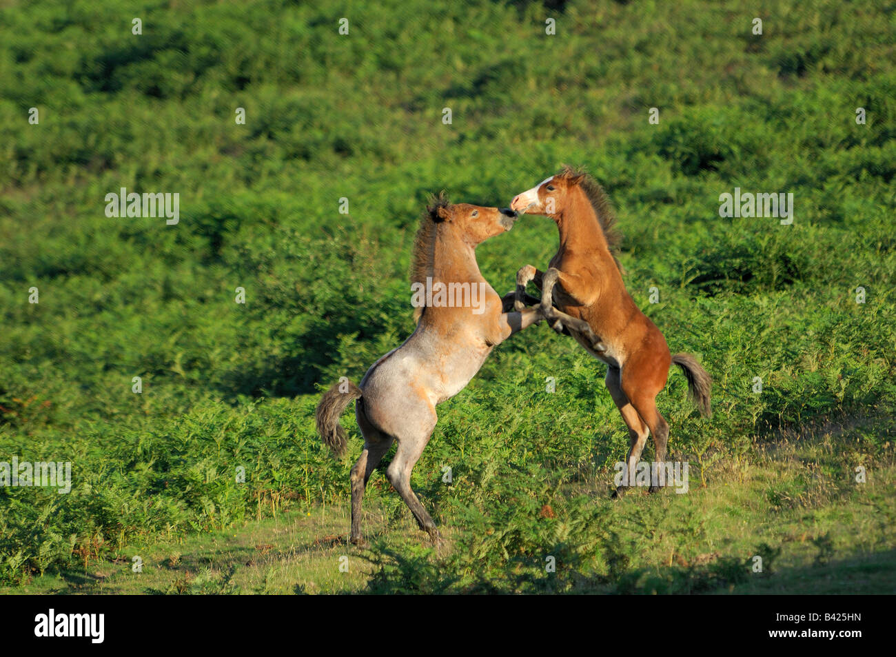 Two Dartmoor ponies playing together and rearing up against each other Stock Photo