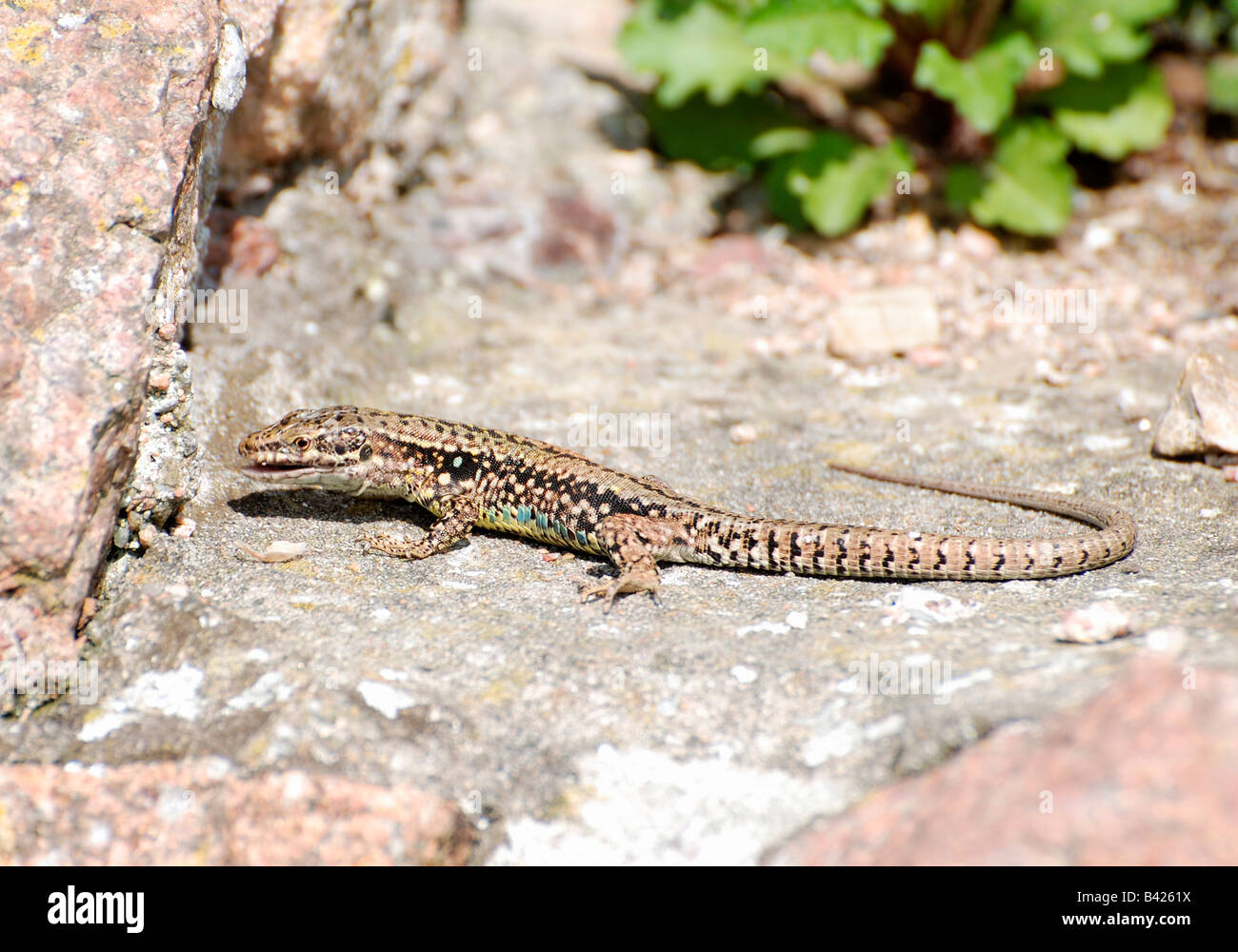 common wall lizard,lacera vivpara,eating on sunny wall. Stock Photo