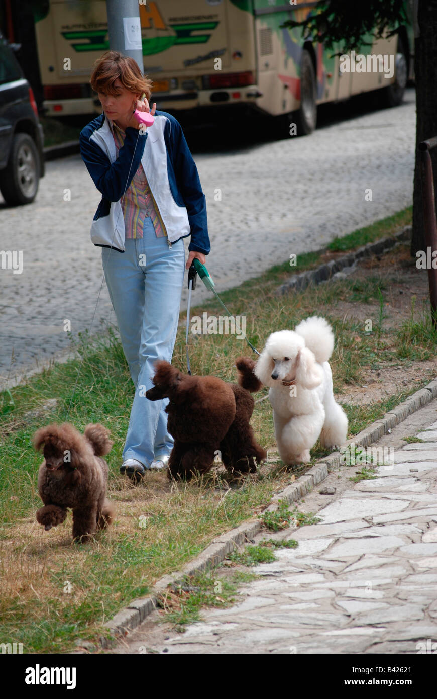 Woman walking her dogs poodles Stock Photo Alamy