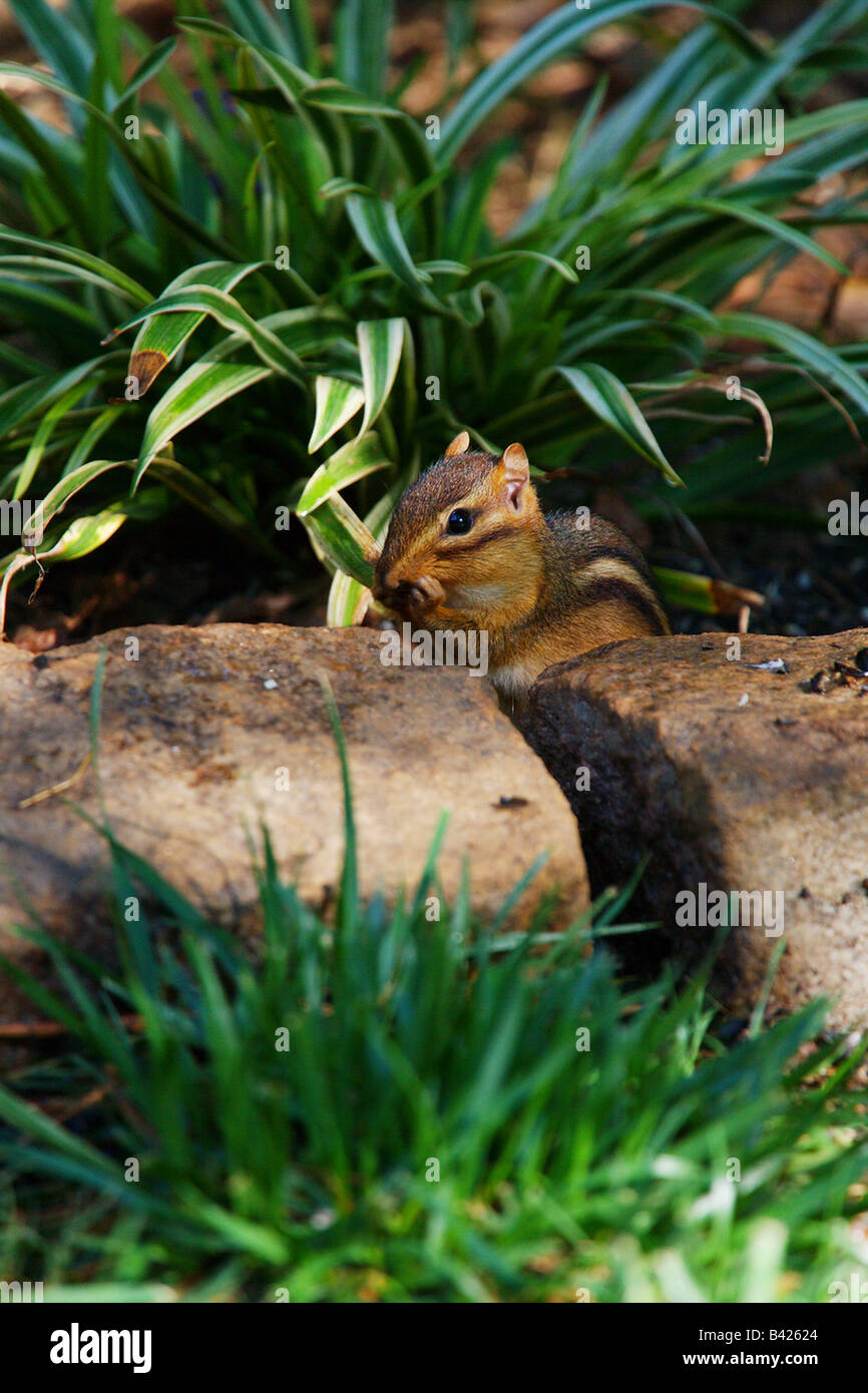 A chipmunk eating sunflower seeds Stock Photo Alamy