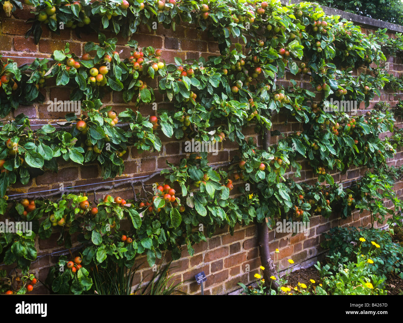 Espaliered apple tree in country garden supported against a kitchen garden old red brick wall in late afternoon sun Stock Photo