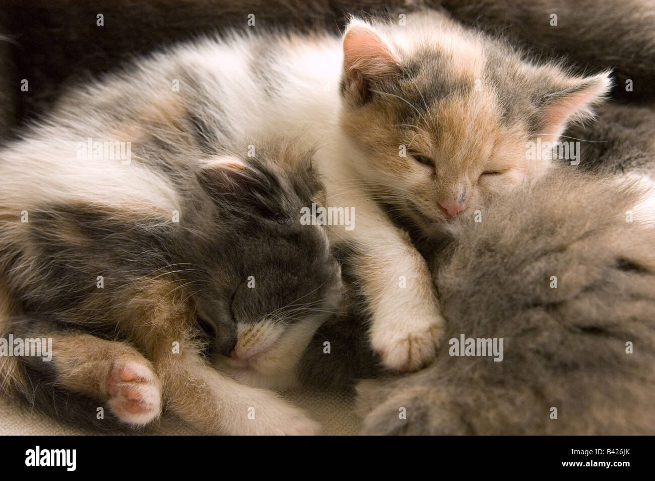 Two young kittens of 37 days, 5 weeks old, sleeping together. Stock Photo