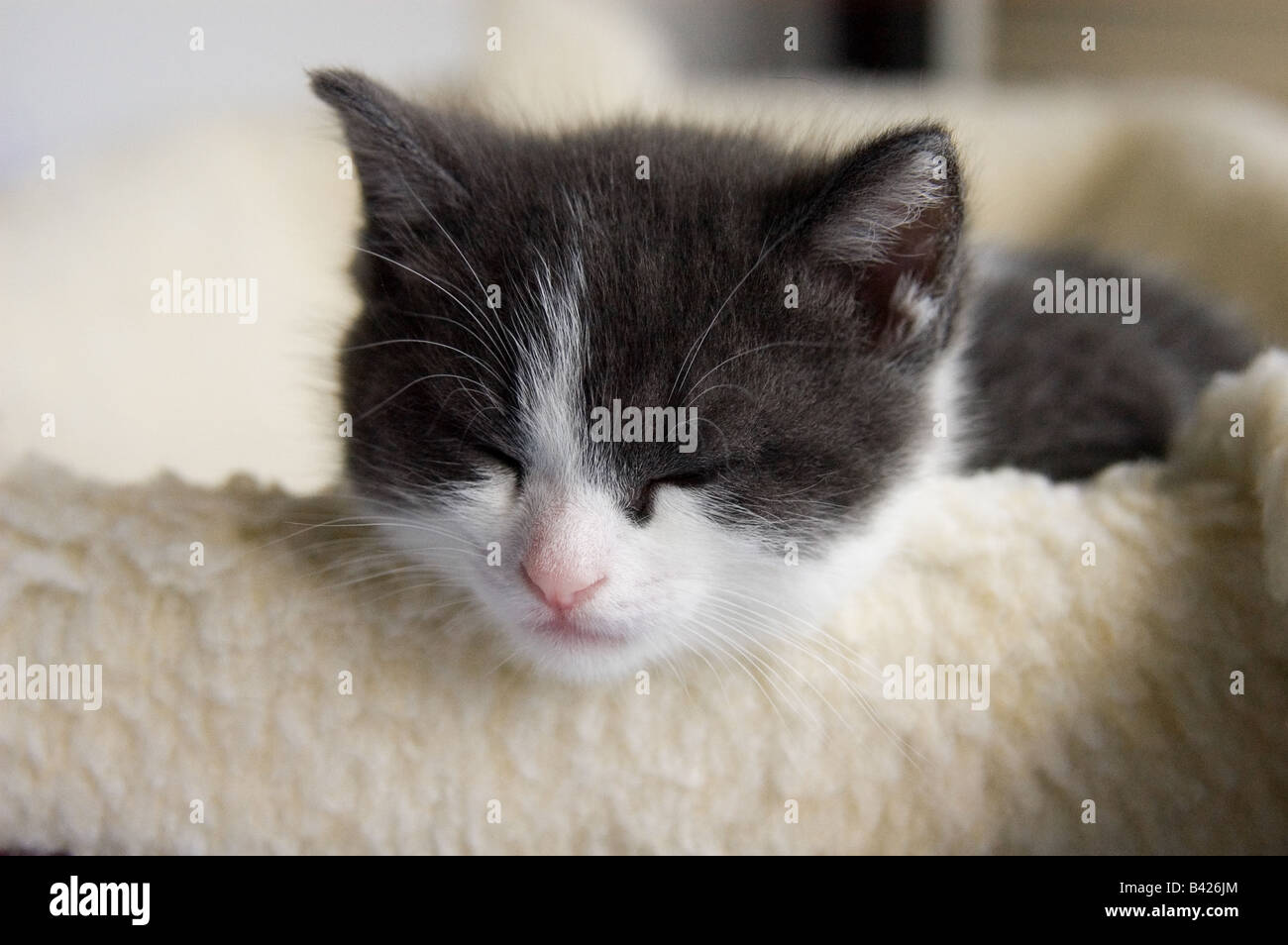 Young kitten of 38 days, 5 weeks old, sleeping with his head resting on