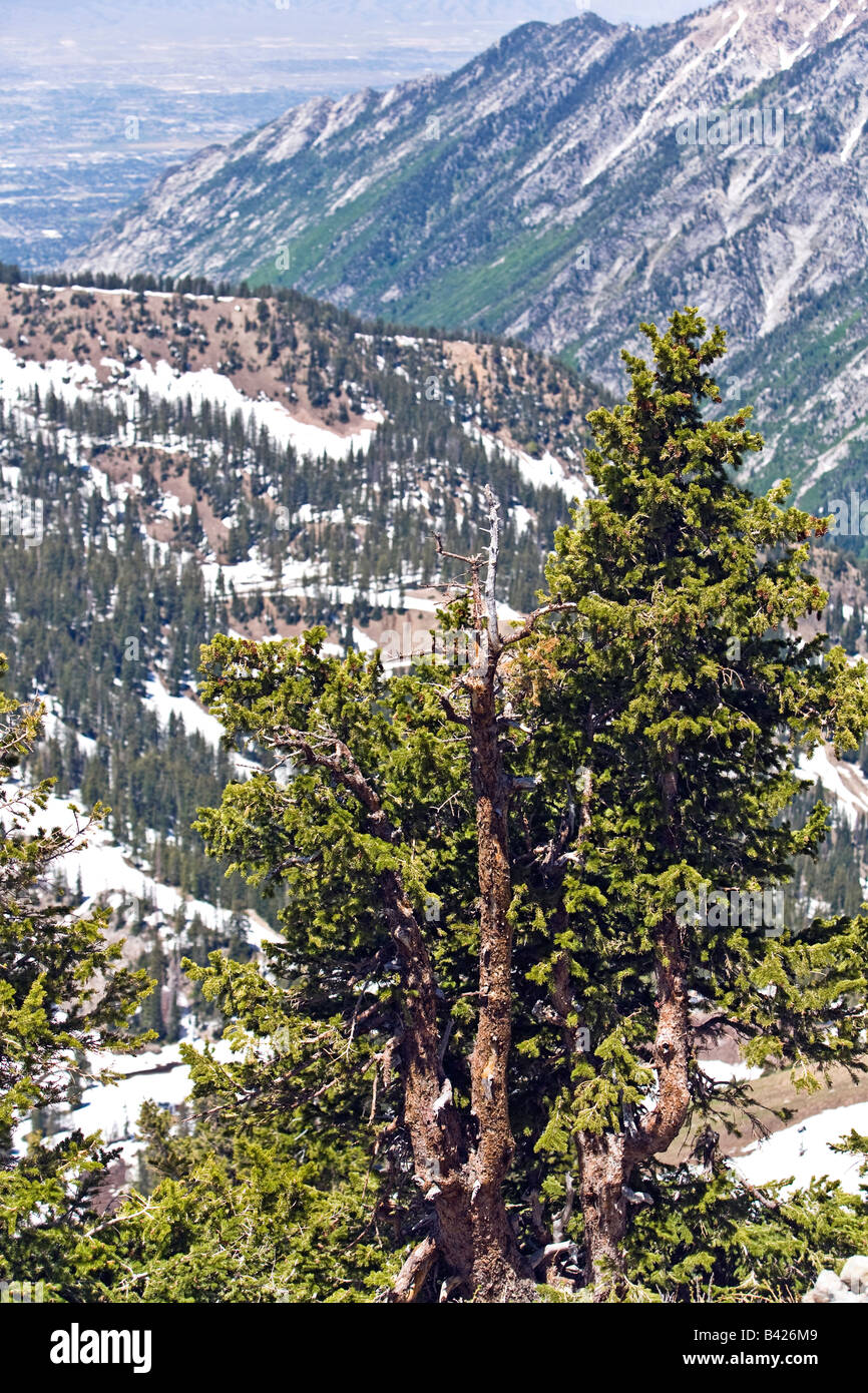 Pine tree Wasatch Mountain. Valley in Utah Stock Photo