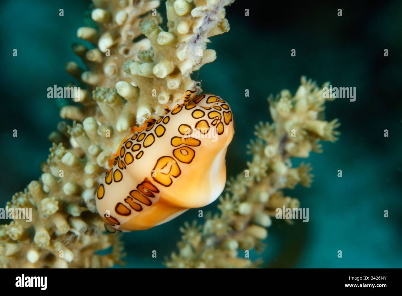 Flamingo Tongue - an orange-colored spotted mollusk on a gorgonian soft coral. Stock Photo