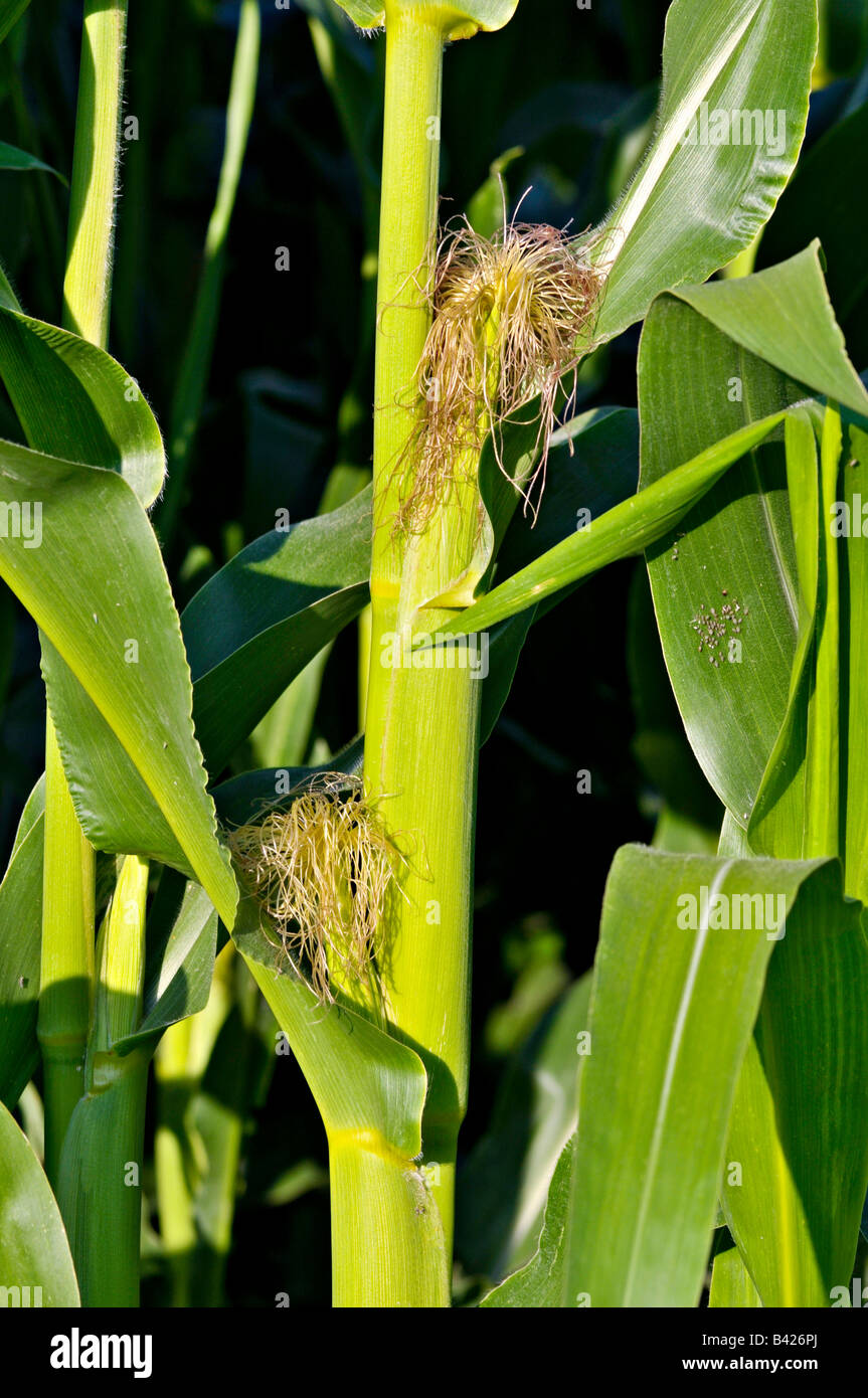 Maize showing ears and silk Stock Photo