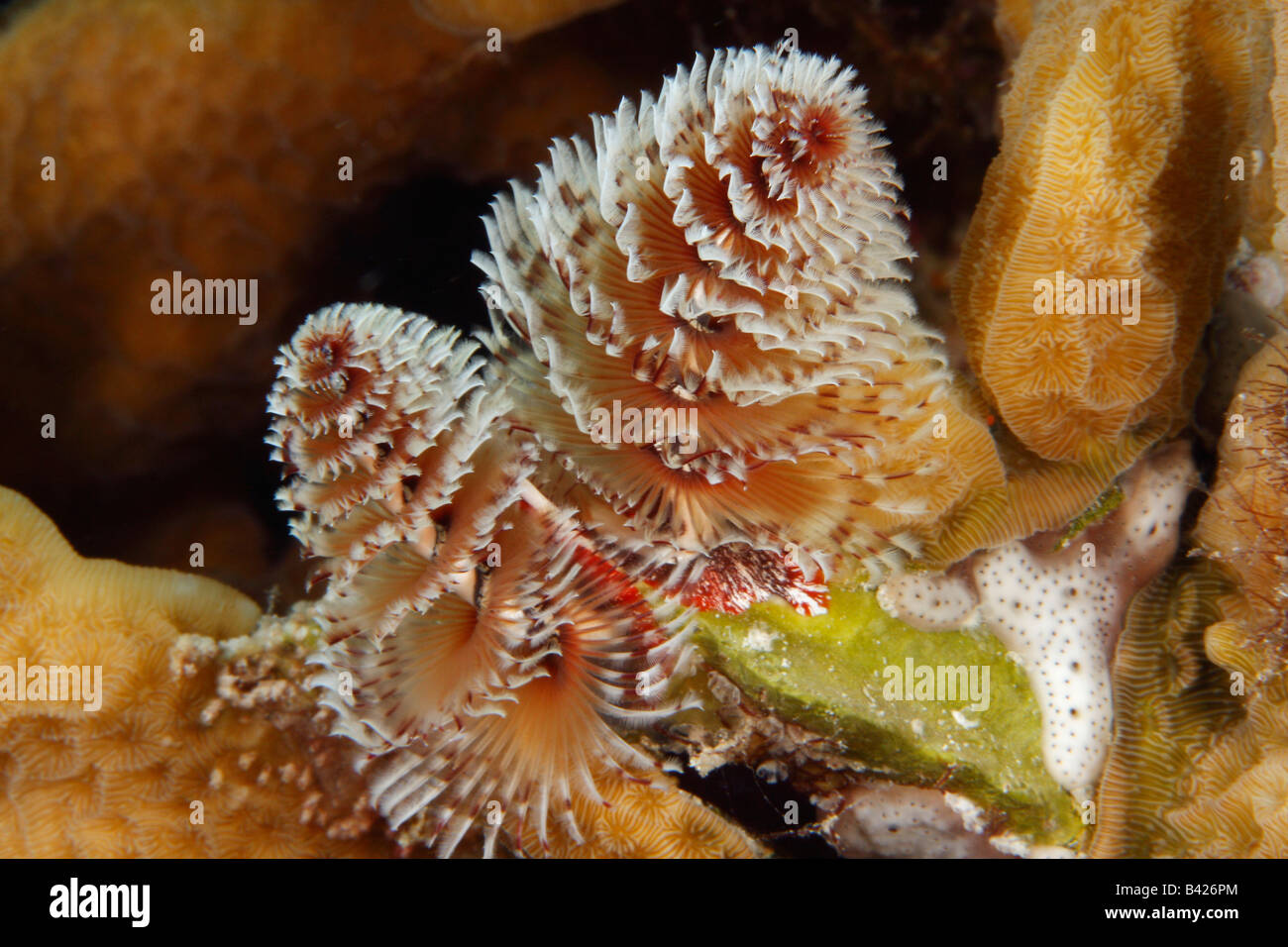 A close-up picture of a Christmas Tree Worm embedded in the surface of Scaled Lettuce Coral Stock Photo
