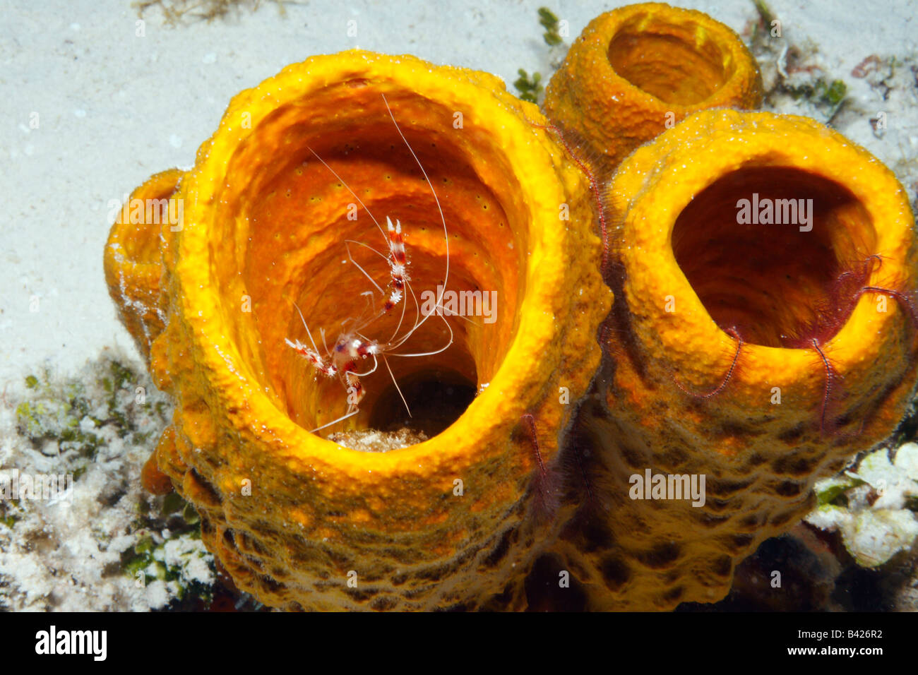 Banded Coral Shrimp and Sponge Brittle Starshare their habitat in a Brown Clustered Tube Sponge Stock Photo
