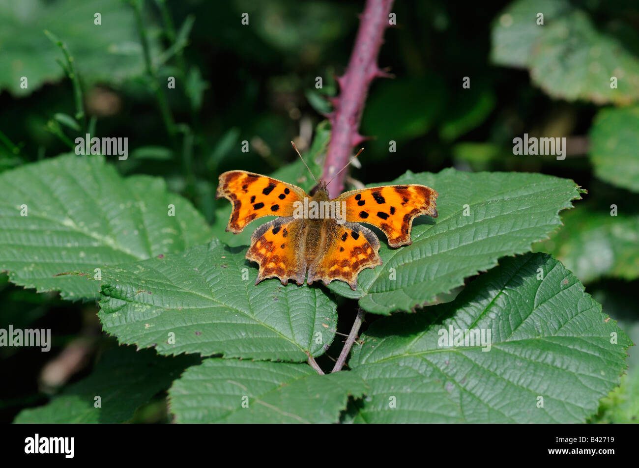Comma Butterfly Stock Photo