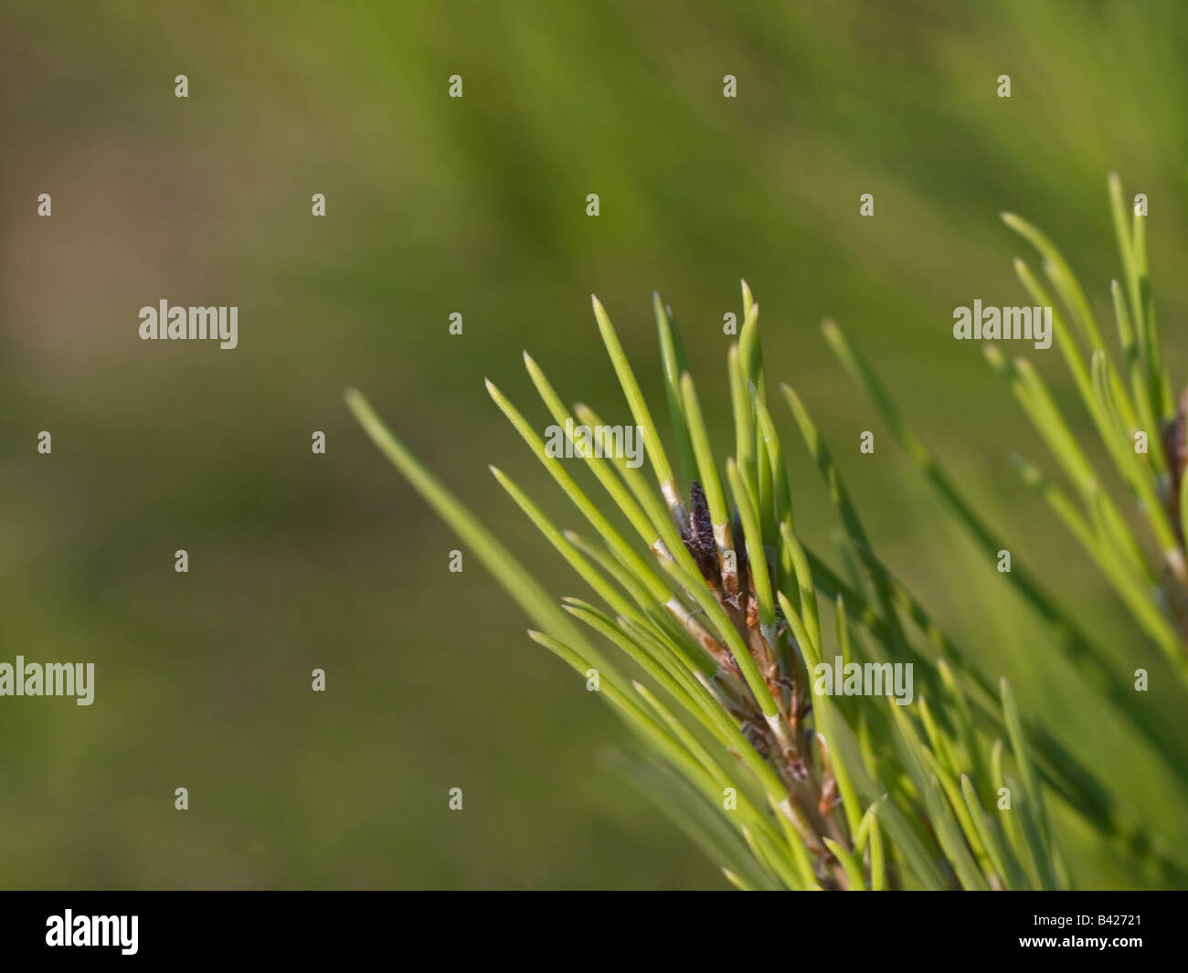 A close up of a pine tree branch. Stock Photo