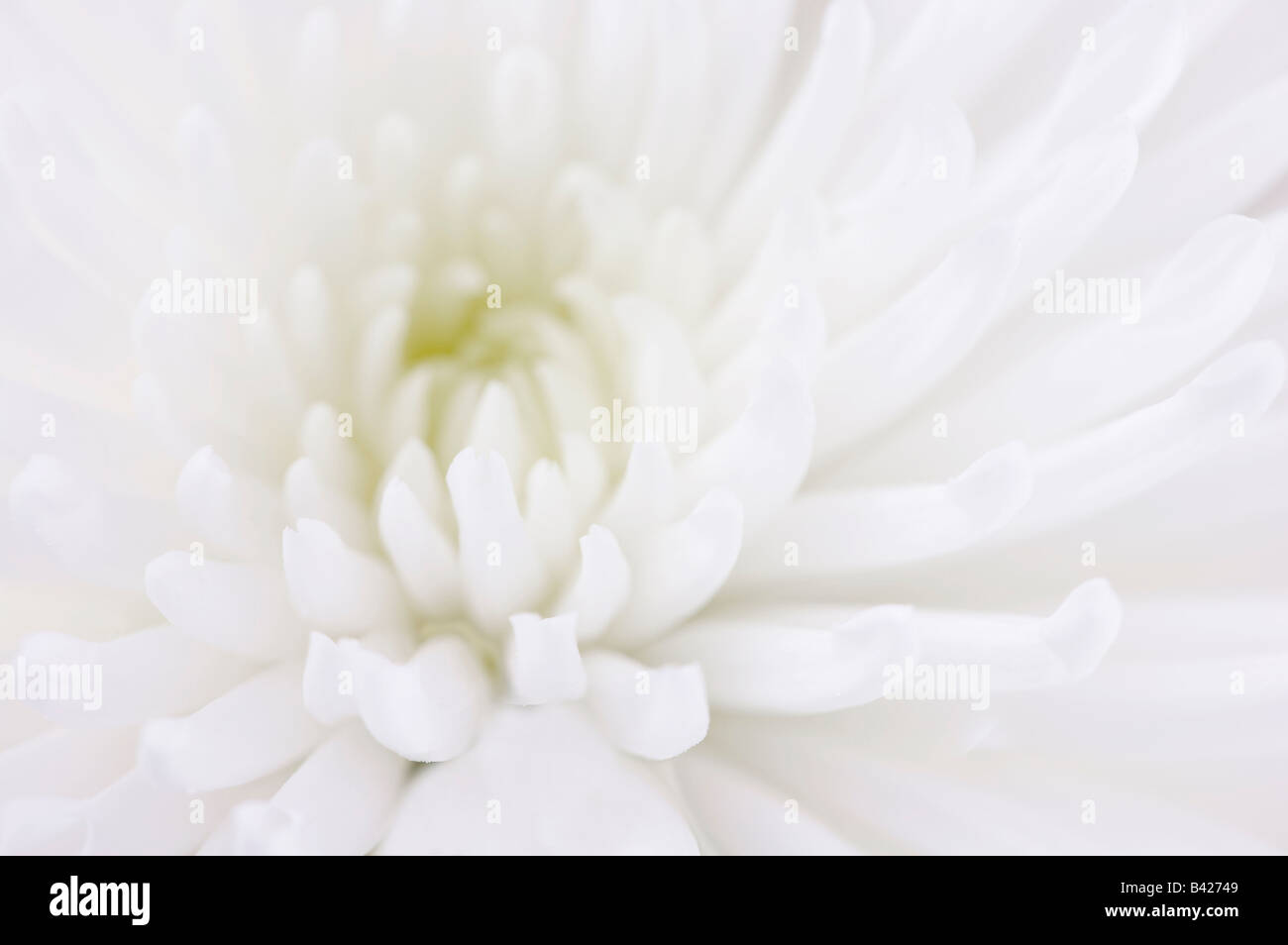 Close up of White Chrysanthemum Bloom Stock Photo Alamy