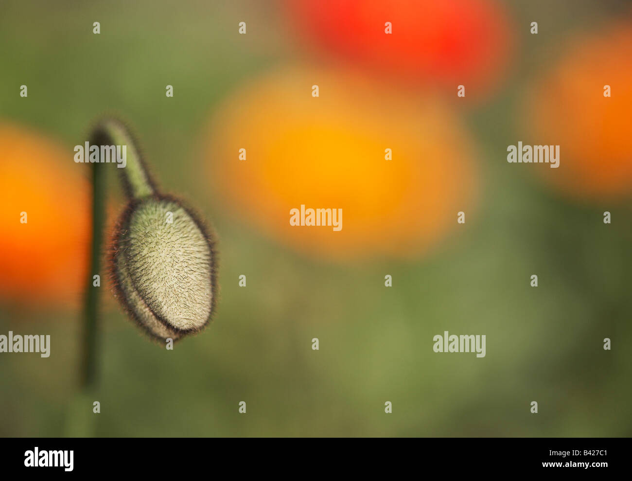 Papaver Nudicaule Garden Gnome Iceland Poppy Stock Photo - Alamy