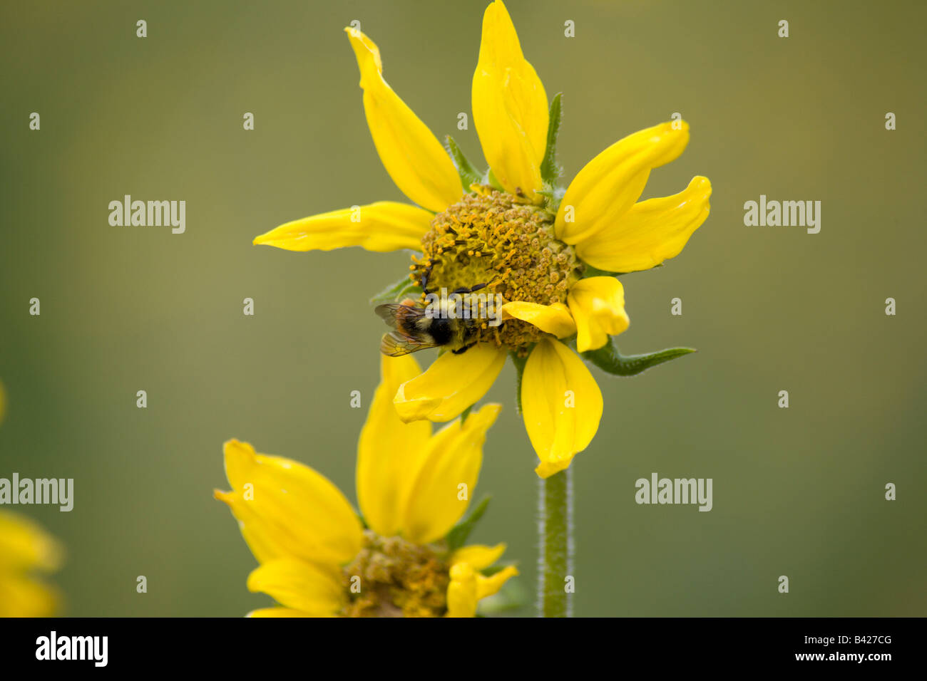 Bee collecting pollen on sunflower Stock Photo - Alamy