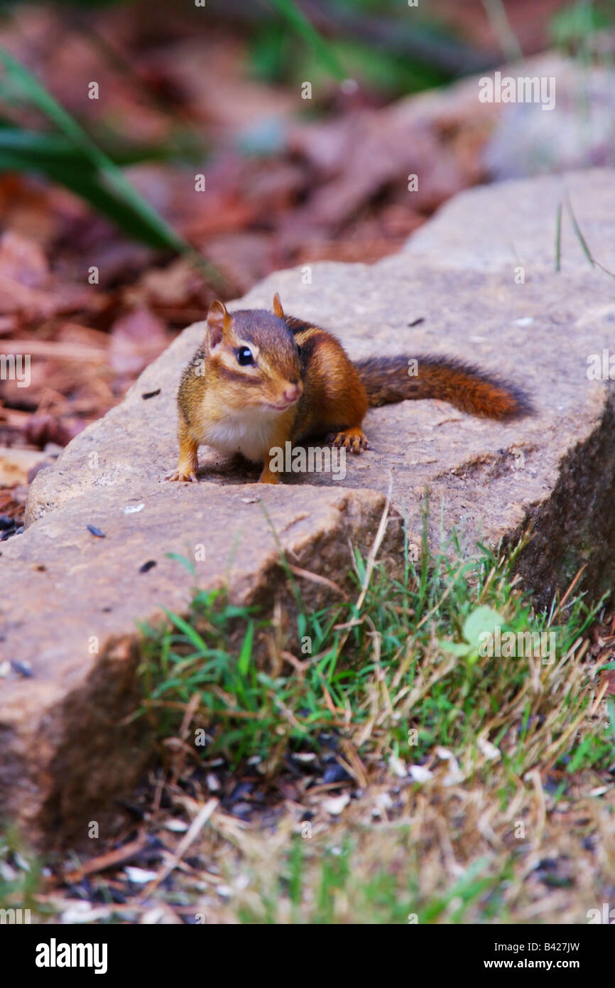A chipmunk eating sunflower seeds Stock Photo Alamy