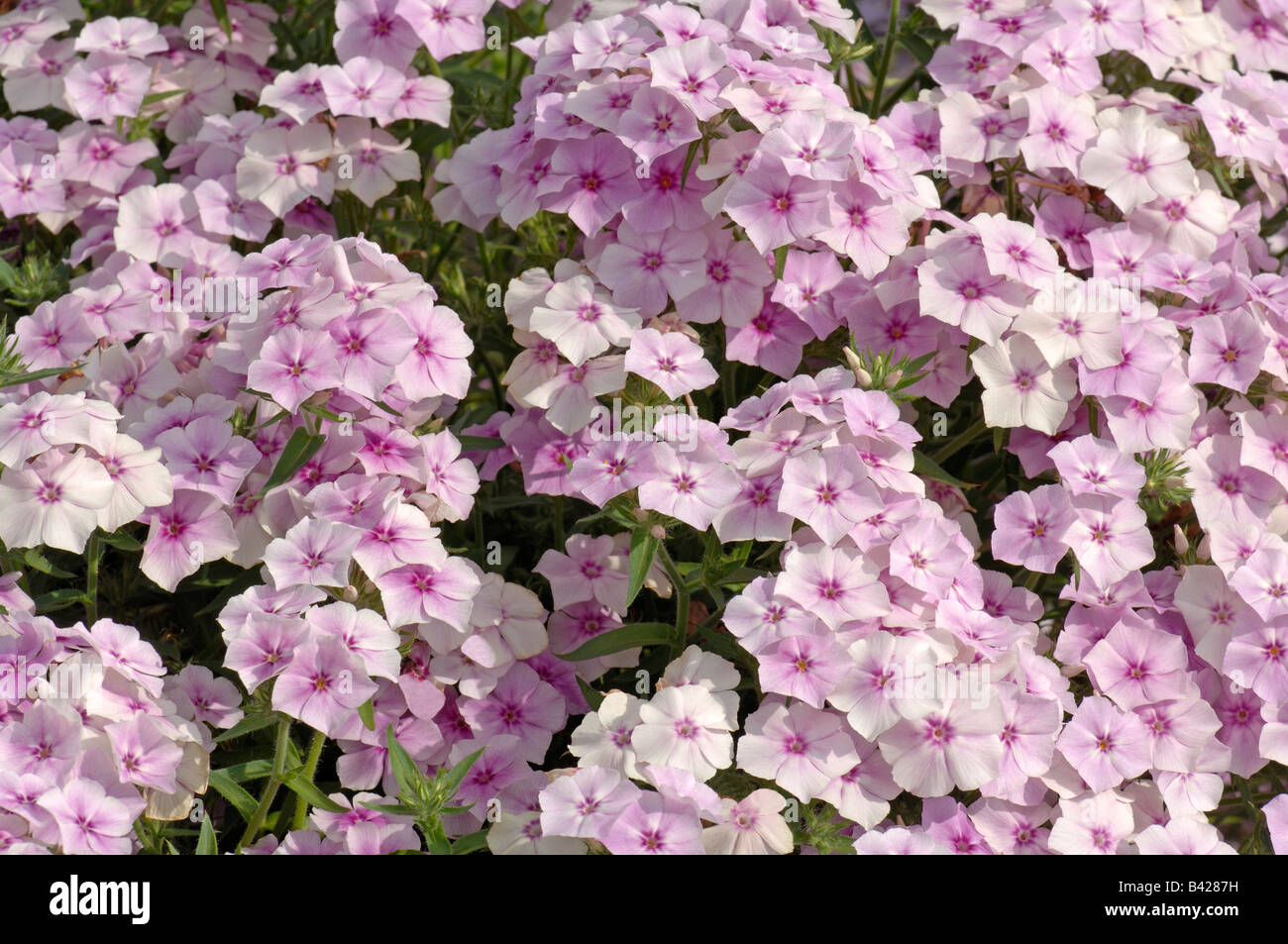 Annual Phlox (Phlox drummondii), variety: Phoenix Pink Touch, flowering Stock Photo
