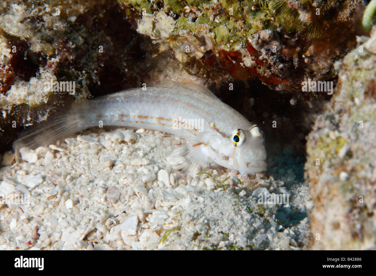A Tiny Bridled Goby fish on the sandy bottom near his coral burrow. Stock Photo