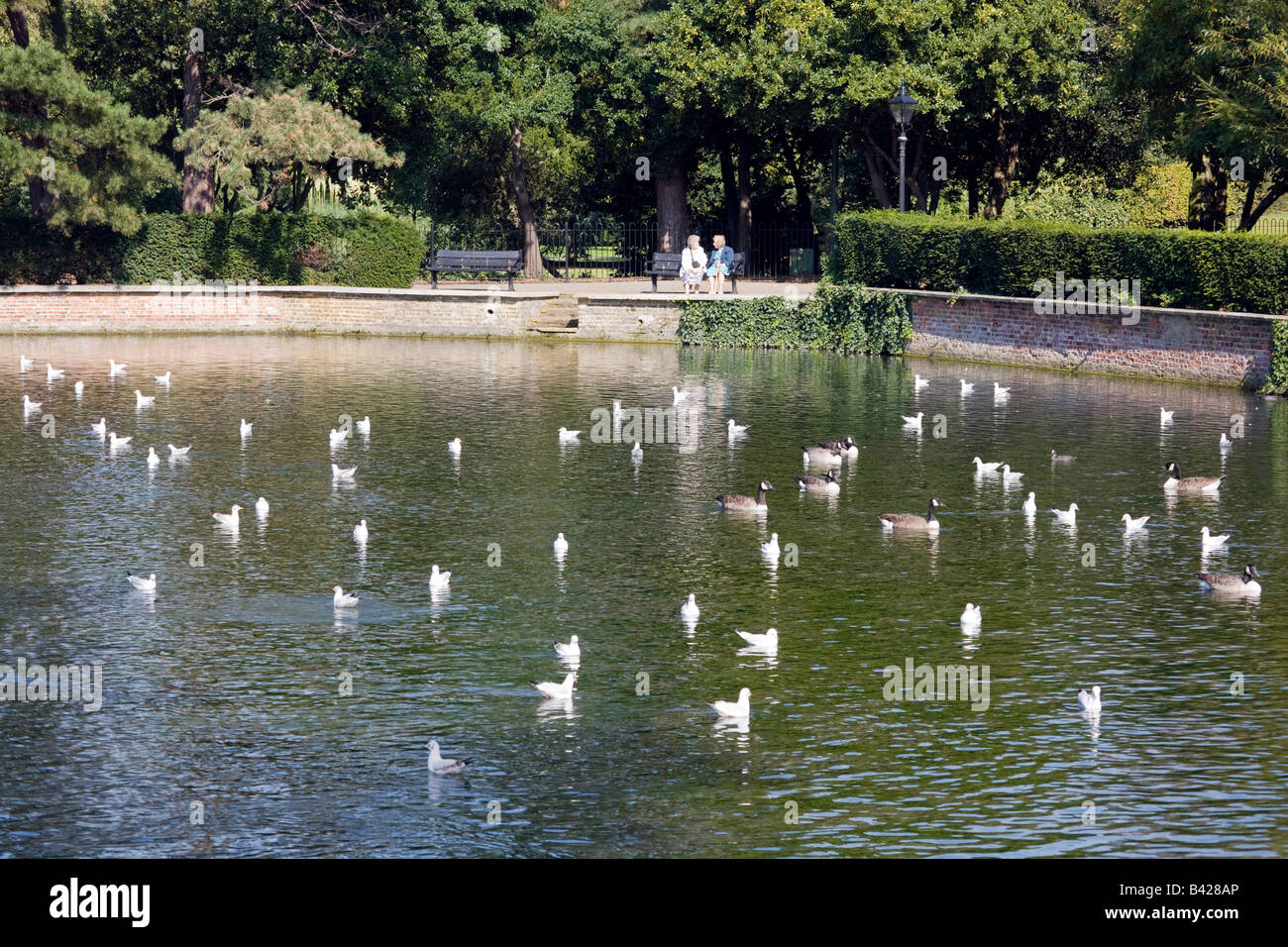 Two elderly ladies talk on a park bench in London, with geese and gulls on a pond, Sutton Ponds, Sutton, Surrey, UK Stock Photo