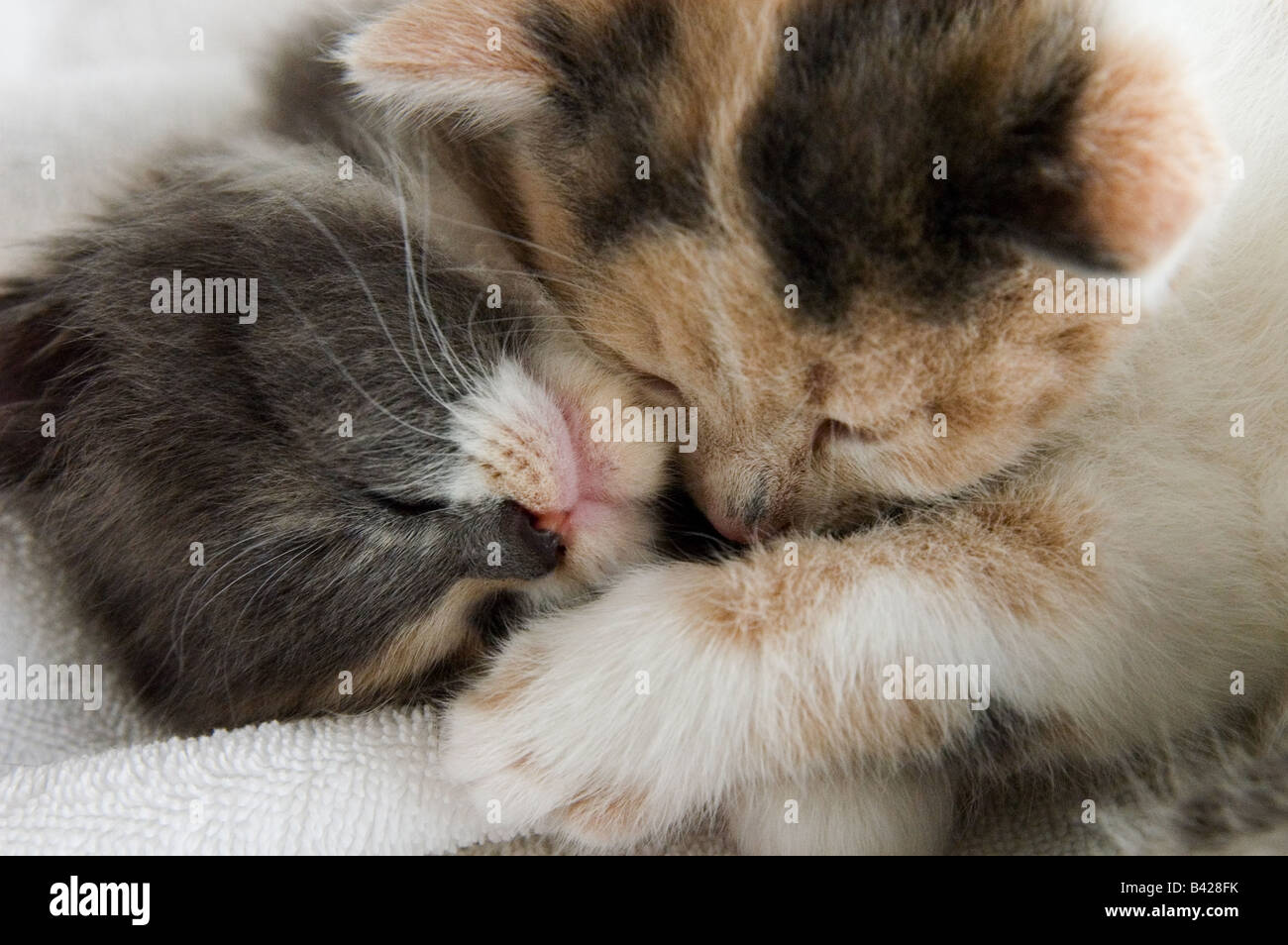 Close-up of two young kittens cuddling together. They are 35 days or 5 weeks old. One is calico and the other is grey and white. Stock Photo