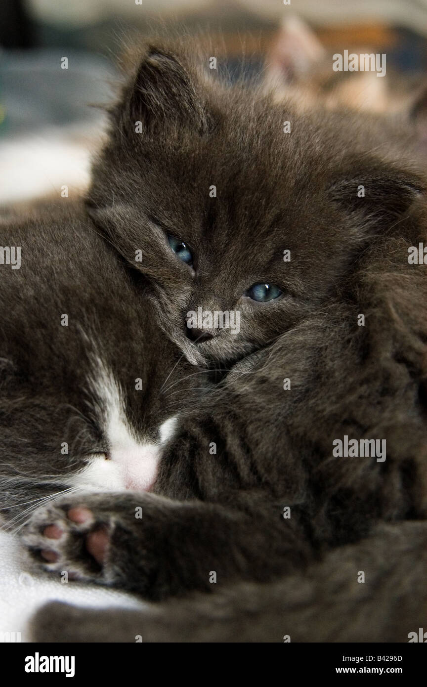 Two young kittens of 36 days, 5 weeks old, sleeping together. One kitten has his eyes open looking at the camera. Stock Photo