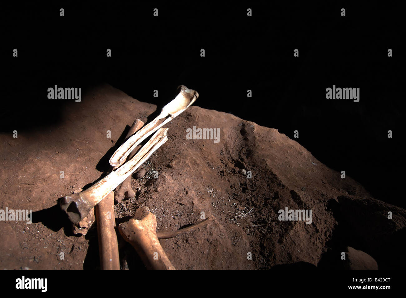 Kangaroo bones reveal evidence of ancient aboriginal cave occupation - longitudinally split to access marrow inside Stock Photo